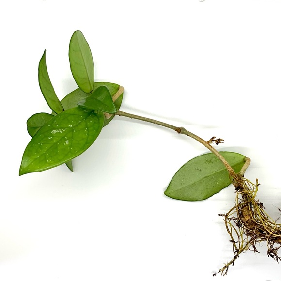 Hoya Carnosa Plant - Picture 1 of 1